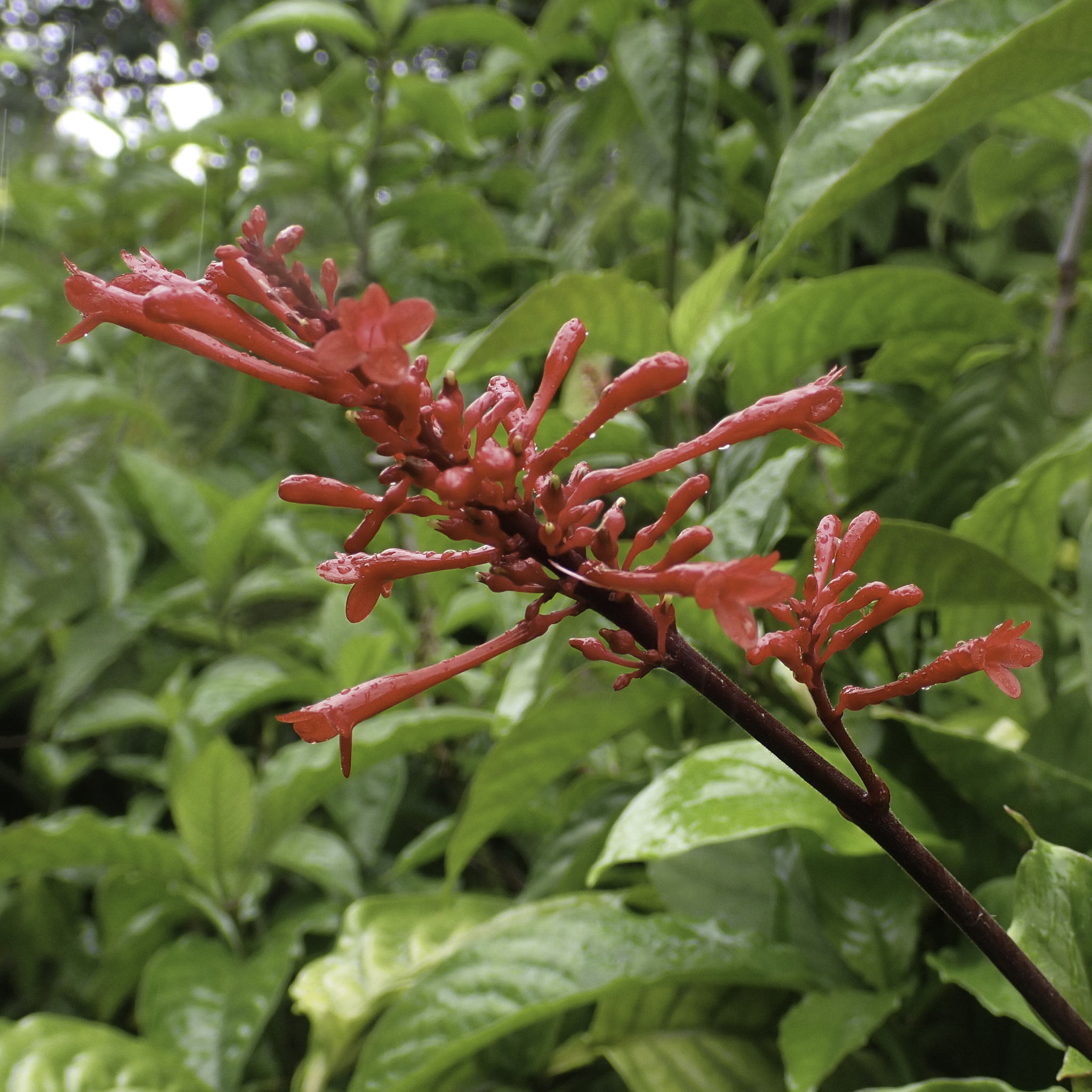 Odontonema cuspidatum